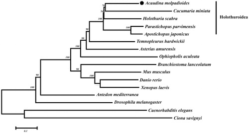 Figure 1. Phylogenetic tree of complete mitochondrial genome of A. molpadioides and other species. The accession numbers for all species are as follows：Acaudina molpadioides (MK050109), Apostichopus japonicas (FJ906623.1), Parastichopus parvimensis (KU168761.1), Cucumaria miniata (AY182376.1), Holothuria scabra (KP257577.1), Ophiopholis aculeate (AF314589.1), Antedon mediterranea (NC_010692.1), Asterias amurensis (NC_006665.1), Temnopleurus hardwickii (KP070768.1), Caenorhabditis elegans (NC_001328.1), Drosophila melanogaster (KT896664.1), Ciona savignyi (NC_004570.1), Branchiostoma lanceolatum (NC_001912.1), Danio rerio (NC_002333.2), Xenopus laevis (NC_001573.1), and Mus musculus (KY018919.1).