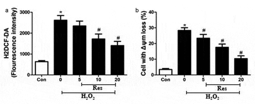 Figure 3. Ability of resveratrol to inhibit H2O2-stimulated generation of ROS and loss of Δψm in RGC-5 cells. Cells were pre-exposed for 4 h to resveratrol (Res) at 5, 10, or 20 μM, then exposed to 200 μM H2O2 for 24 h. (a) Cells were stained with H2DCF-DA at 37°C for 30 min in the dark, then analyzed using flow cytometry. (b) Cells were treated with rhodamine 123 for 30 min at 37°C, then analyzed using flow cytometry. *P< 0.05 vs control group, #P< 0.05 vs H2O2-treated group