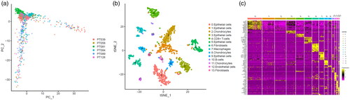Figure 1. Identification macrophages marker genes by single cell sequence analysis. (a) PCA plot coloured by various samples. (b) t-SNE plot coloured by various cell types. (c) identification marker genes of different cell types.