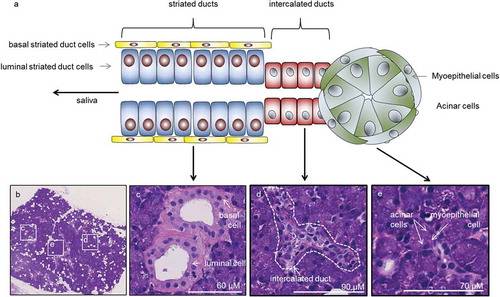 Figure 1. Epithelial cell types in the adult human parotid salivary gland. (a) Schematic representation of the five different types of epithelial cells in the adult human salivary gland. The parotid gland contains serous acinar cells as secretory component, whereas the submandibular gland contains a mixture of serous and mucous acinar cells. (b–e) Histological images showing a global view of a section of parotid gland tissue (b), and high-resolution images of striated ducts (c), an intercalated duct (d), and the acinar cell/myoepithelial cell secretory unit (e). Hematoxylin-eosin staining.