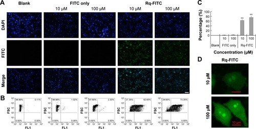 Figure 3 Intracellular uptake of Rq.Notes: HeLa cells were incubated with Rq-FITC at the concentration of 10 μM and 100 μM for 30 minutes, respectively. (A) Visualization of the translocation of various concentrations of Rq-FITC. Scale bar =50 μM and the scale bar in the bottom right corner applies to all images. Fluorescence was observed using a fluorescence microscope. (B) Flow cytometric analyses of the cells containing Rq-FITC. (C) Representative results of FACS. Asterisk ‘**’ indicates the significant difference relative to the FITC group in the same concentration, p,0.01. (D) The intracellular accumulation of Rq-FITC over time and its distribution. Fluorescence was observed using a confocal microscope. Scale bar =10 μM.Abbreviations: DAPI, 4′,6-diamidino-2-phenylindole; FACS, fluorescence activated cell sorting; FITC, fluorescein isothiocyanate; Rq, RRRRQWWQW.