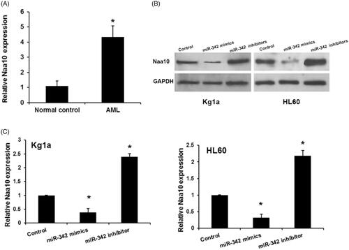 Figure 4. Naa10 is upregulatd in AML and regulated by miR-342. (A) Expression levels of Naa10 in ALM. *p < .05, comparison with normal control groups B and C, miR-342 remarkably regulated Naa10 protein and mRNA expression in Kg1a and HL60 cells, respectively. Each sample was examined in triplicate. *p < .05, comparison with control groups.