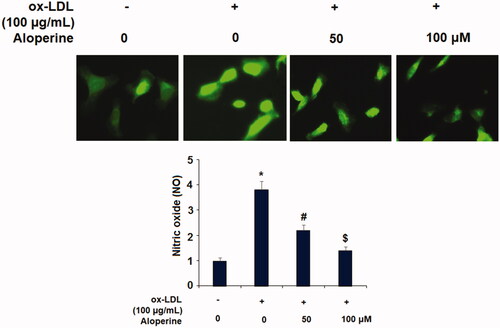Figure 7. Aloperine restored ox-LDL-induced reduced eNOS expression in HUVECs. Cells were cultured with ox-LDL (100 µg/mL) with or without aloperine (50,100 μM) for 24 h. (A). mRNA of eNOS; (B). Protein of eNOS (*, p < .01 vs. vehicle group; #, p < .01 vs. ox-LDL treatment group; $, p < .01 vs. ox-LDL + 50 μM aloperine group).