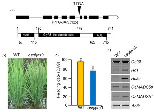Figure 1. Early flowering in the osglyrs3 rice mutant. (a) Schematic representation of OsGlyRS3. The OsGlyRS3 (Os08g42560) gene consists of nine exons (boxes) and eight introns (lines between boxes). The osglyrs3 mutant (PFG-3A-53125) contains a T-DNA insertion in the fifth intron (upper). The OsGlyRS3 protein (lower) contains a helix-turn-helix WHEP domain, a glycyl-tRNA synthetase-like core domain, and an anticon binding domain. (b) Phenotypes of wild-type (WT) and osglyrs3 mutant plants at the heading stage under long day (LD; 13.5 light/10.5 dark) conditions in the field. (c) Heading date in osglyrs3 and WT plants under LD conditions. Error bars indicate standard deviations. DAG, days after germination. Asterisks denote P-value <0.01. (d) Expression of floral regulators in osglyrs3 mutant plants. Total RNAs were prepared from second leaf blades of WT and osglyrs3 plants grown under LD conditions. Transcript levels of the OsGI, Hd1, Hd3a, OsMADS50, and OsMADS51 genes were assessed using RT-PCR with gene-specific primers. OsGI, a rice ortholog of the Arabidopsis GIGANTEA gene, Hd1, a rice ortholog of the Arabidopsis CO gene; Hd3a, a rice ortholog of the Arabidopsis FT gene; OsMADS50, a rice ortholog of the Arabidopsis SUPPRESOR OF OVEREXPRESSION OF CONSTANS 1 (SOC1) gene; and OsMADS51, a type I MADS-box gene involved in the SD promotion pathway in rice