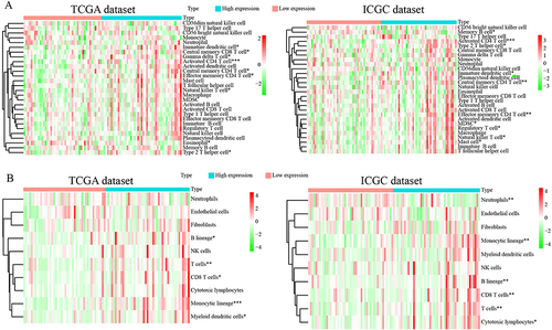 Figure 7 Validation of the immune infiltration characteristics of GRB2 by ssGSEA and MCP count (A and B). Heat maps show that the high expression of GRB2 is proportional to the level of immune infiltration. *P < 0.05; **P < 0.01; ***P < 0.001.