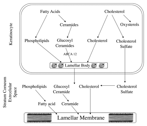 Figure 1 Formation of lamellar bodies and lamellar membranes.