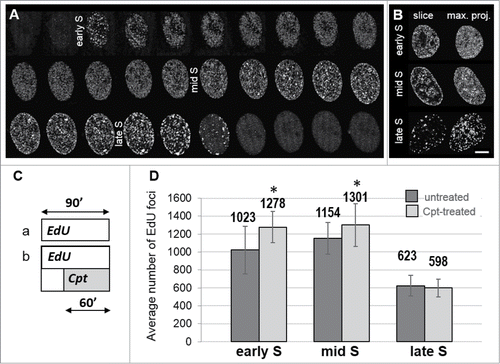 Figure 1. Replication patterns observed in A549 cells under standard conditions, and the numbers of replication foci in the absence and presence of replication stress induced by camptothecin. (A) changes of the pattern of replication foci visualized in live cells by detecting PCNA bound to DNA. Images are maximum intensity projections of the whole nucleus, recorded at 20 minutes time intervals. See also Suppl. Movie SM1. (B) central slices of the 3D images of nuclei with incorporated precursor EdU labeled by ‘click’ reaction (left column) show typical replication patterns characteristic for early, mid and late S-phase; the right column – maximum intensity projections. (C) a schematic representation of the experiment where replication foci were imaged in untreated or in camptothecin-treated cells, by detecting the incorporated EdU (a – untreated cells; b – cells exposed to 0.2 μM Cpt for 60 minutes; EdU was present prior and during exposure to the drug). Note, that the number of foci labeled here embraces the foci active before and during the stress. (D) the numbers of EdU-incorporation foci in untreated and Cpt-treated cells, in early, mid, and late S-phase.