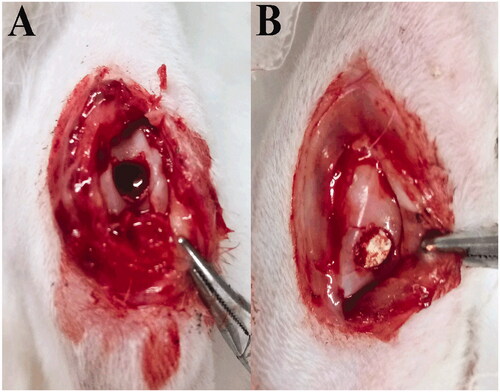 Figure 1. Surgical procedure of creating cartilage defect models in rabbits.