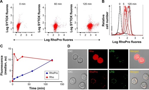 Figure 2 Uptake of RhoPro by HT-29 cells observed through FACS and the endosomal intracellular localization of RhoPro by fluorescence microscopy. (A) Dual-wavelength FACS scattergrams showing uptake of RhoPro and SYTOX Blue. (B) Time course of RhoPro uptake by single-channel FACS (0, 5, 15, 30, 60, and 120 min). Black line = 0 min, pink line = 5 min, lightest red line = 15 min, medium red line = 30 min, dark red line = 60 min, darkest red line = 120 min. (C) Median cell fluorescence from (B) plotted as a function of incubation time. Rho is rapidly internalized, while RhoPro is slowly internalized. (D) Intracellular localization of RhoPro on fluorescence microscopy. Rho fluorescence appears to be diffused throughout the cell. RhoPro colocalizes with LysoTracker Green (LTG), a marker of lysosomes. Magnification: 60× oil objective.Abbreviations: DIC, differential interference contrast; FACS, fluorescence-activated cell sorting; fluores, fluorescence; Rho, rhodamine; RhoPro, rhodamine-protamine.