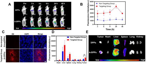 Figure 4 In vivo A-DPPs targeting and distribution. (A) Fluorescence intensity images of tumor-bearing Balb/c mice after being intravenously injected with DPPs and A-DPPs respectively at pre i.v., 3 h, 6 h, 9 h, 24 h and 48 h (n = 3). (B) Average fluorescence intensity of tumor sites for 48 hours. (C) The CLSM of tumor slices at 24 h after i.v. (scale bar = 20 μm). (D) Average fluorescence intensity histogram and (E) fluorescence intensity images of tumors and major organs isolated at 48 h post i.v. (n = 3). The data were represented by mean±SD. **P < 0.01.
