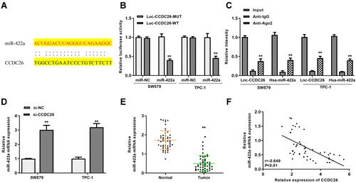 Figure 3 CCDC26 served as a sponge of miR-422a in thyroid cancer cells. (A) Potential interaction between CCDC26 and miR-422a identified by the bioinformatic analysis using the web tool StarBase v.2.0. (B) Luciferase activities in luciferase reporter gene assays in SW579 and TPC-1 cells transfected with wild-type CCDC26 (CCDC26 WT), mutant CCDC26 with mutated miR-422a-binding site (CCDC26 MUT) and treated with control mimic (miR-NC) or miR-422a. (C) The interaction of CCDC26 and miR-422a with Ago2 or IgG in SW579 and TPC-1 cells examined by RNA immunoprecipitation (RIP) assays followed by qPCR. (D) MiR-422a expression measured by qPCR in the SW579 and TPC-1 cells transfected with control siRNA (si-NC) or CCDC26 siRNA (si-CCDC26). (E) MiR-422a expression measured by qPCR in thyroid cancer tissues (n=50) and adjacent normal tissues (n=50). (F) The correlation of CCDC26 with miR-422a analyzed by qPCR in thyroid cancer tissues (n=50). Data are presented as mean ± SD. Statistic significant differences were indicated: **P < 0.01.