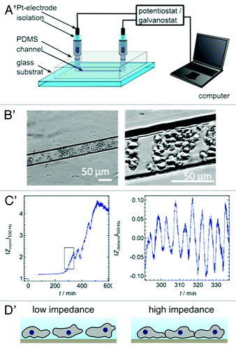 Figure 2. (A) Microfluidic device prepared by micromolding in capillaries to monitor impedance fluctuations due to cell movements and shape changes within in the micro channel. The two entrances of the channel are equipped with two opposing electrodes. (B) The optical micrographs are taken with an inverted micrograph and show the amoebae dwelling in the channel. (C) Starvation triggers impedance oscillations in micro channel with a similar period as those found in ECIS measurements (blue lines). The zoom-in on the right side has been detrended to emphasize the impedance oscillations. (D) Scheme of the two proposed states that amoebae assume during impedance oscillations. At the impedance maxima the overall contact zone and the cell-cell contacts increase.