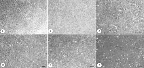 Figure 4 Microscopy of fibroblast monolayers exposed to hybrid nanocomposites: (A) intact cells before incubation (day 0); (B) fibroblast non-exposed to nanocomposites (day 1); (C) dermal fibroblasts exposed to 1.53 mM dextran-polyacrylamide/ZnO NPs from zinc acetate (D-PAA/ZnO NPs(-OAc)) nanocomposite; (D) cells treated with 12.3 mM D-PAA/ZnO NPs(-OAc) nanocomposite; (E) fibroblast monolayer incubated with 1.53 mM dextran-polyacrylamide/ZnO NPs from zinc sulphate (D-PAA/ZnO NPs(SO42-)) nanocomposite; (F) cells exposed to 12.3 mM D-PAA/ZnO NPs(SO42-) nanocomposite. Scale bar: 100 µm. D-PAA/ZnO NPs(SO42-) nanocomposite at the concentration of 12.3 mM altered the cell morphology and monolayer confluence.