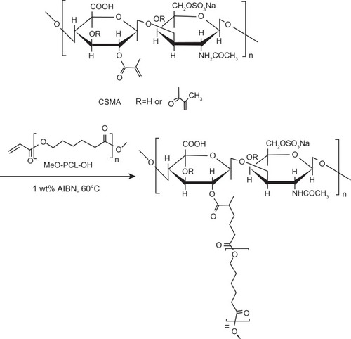 Scheme 1 The chemical reaction of CSMA-g-PCL.Abbreviations: CSMA, Methacrlyated chondroitin sulfate; MeO-PCL-OH, Methoxy-capped poly(ε-caprolactone); CSMA-g-PCL, Poly(ε-caprolactone)-g-methacrylated chondroitin sulfate; AIBN, 2,2′-azobisisobutyronitrile.