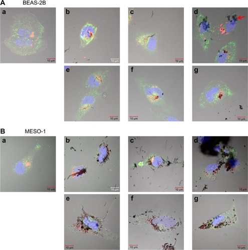 Figure 3 Live cells imaged by differential interference contrast optics after incubation with CellLight® Lysosomes-RFP and Early Endosomes-GFP (Life Technologies, Carlsbad, CA, USA) and bisbenzimide H33342 fluorochrome trihydrochloride for nuclear staining.Notes: (A) BEAS-2B cells were exposed to 1 μg/mL MWCNT (VGCF) or CSCNT (CS) for 24 hours. (a) DM (control); (b) VGCF®; (c) VGCF®-S; (d) VGCF®-X; (e) CS-L; (f) CS-M; and (g) CS-S. Red arrow indicates VGCF-X agglomerates, which were not taken up by BEAS-2B cells, nor did they fully penetrate the cell membrane. Scale bar =10 μm. (B) MESO-1 cells were exposed to 10 μg/mL MWCNT (VGCF) or CSCNT (CS) for 24 hours. (a) DM (control); (b) VGCF; (c) VGCF-S; (d) VGCF-X; (e) CS-L; (f) CS-M; and (g) CS-S. Scale bar =10 μm. MWCNTs were provided by Showa Denko KK (Tokyo, Japan); CSCNTs were provided by GSI Creos (Tokyo, Japan).Abbreviations: CSCNT, cup-stacked carbon nanotube; DM, dispersant medium; MWCNT, multi-walled carbon nanotube; CS-L, CSCNT of length 20–80 μm; CS-S, CSCNT of length 0.5–20 μm; CS-M, CSCNT of intermediate length.