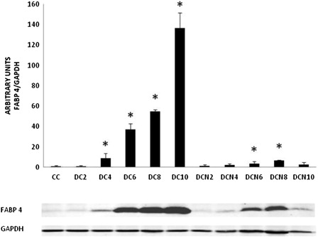 Figure 5. FABP4 expression during adipogenic differentiation. The values represent fold increases in protein expression compared to control cells (CCs). The bars shown are the averages of three different experiments (mean ± SD). Representative results from one of three independent western blot experiments with similar results are shown. Results are expressed as arbitrary units; *P < 0.01 MDI–NAC-treated cells (DCN) vs. CCs; *P < 0.01 MDI-treated cells (DC) vs. CCs.