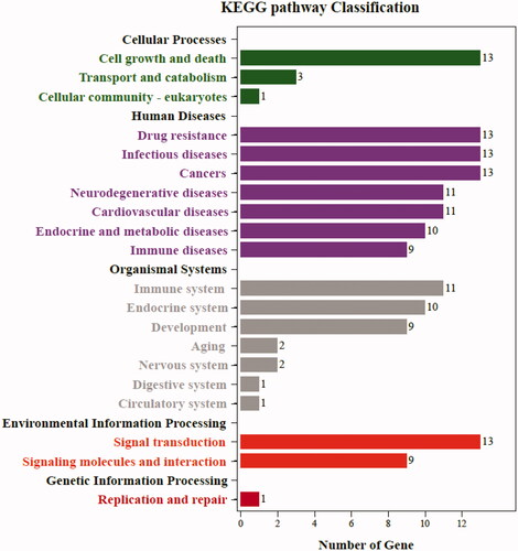 Figure 11. The classification bar chart of KEGG results. The vertical axis represents the name of pathway classification, the horizontal axis represents the number of gene.