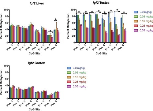 Figure 10. Igf2 DNA methylation in liver, testes, and cortex effects of DAC exposure on Igf2 locus methylation. (a) Liver. (b) Testes. (c) Cortex. Igf2 methylation significantly decreased within testes at all CpG positions, whereas liver is only slightly affected by different doses within two positions. Single stars indicate p-values<0.05, when compared to controls. Error bars indicate standard error