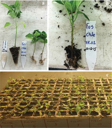 Fig. 4 (Colour online) Inoculation studies. (a) Control plant inoculated with agar medium (left) and plants (right) inoculated with Fusarium oxysporum isolated from pepper plants. (b) Dark necrosis of vascular tissues from one pepper plant inoculated with the same strain of F. oxysporum. Photographs a and b were taken 50 days after inoculation. (c) View of a tray of pepper plants inoculated with four different monoconidial strains of F. oxysporum. Photo was taken 29 days after inoculation.