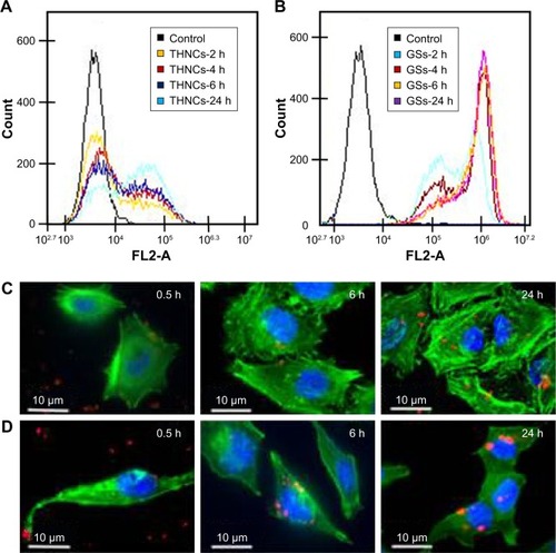 Figure 6 Cellular uptake behavior of THNCs and GSs.Notes: Flow cytometry analysis of the cellular uptake efficiency for HeLa cells incubated with (A) THNCs and (B) GSs for 2, 4, 6 and 24 h. Cellular uptake of HeLa cells incubated with (C) THNCs and (D) GSs for 0.5, 6 and 24 h, where the blue spot is the plasma membrane of the HeLa cells, green is the cytoskeleton and red indicates the QD-labeled GSs.Abbreviations: GSs, Greek soldiers; QDs, quantum dots; THNCs, Trojan Horse nanocarriers.