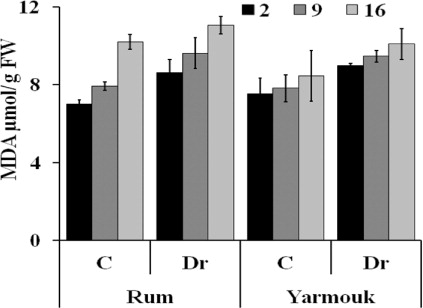 Figure 1. Lipid peroxidation and formation of malondialdehyde (MDA; µmol g–1 FW) in Rum and Yarmouk genotypes under well-watered (WW) and drought (Dr) conditions at three time points: after 2 days of drought (early stage), after 9 days of drought (intermediate stage), and after 16 days of drought (late stage).