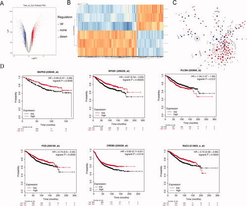 Figure 3. Analysis of microarray data reveals distinct transcriptional profiles by hyperthermia in MCF-7/ADR cells. (A) Scatterplot of differentially expressed genes and sample clustering analysis for all replicates of hyperthermia and control groups. (B) Heat map representation of the expression profiles of genes significantly changed by hyperthermia in MCF-7/ADR cells. The expression level of each transcript is represented by the color range, red indicates high and blue indicates low. Columns indicate arrays and rows indicate genes. (C) The protein-protein interaction (PPI) network of differentially expressed genes (DEGs). The red circle represents the up-regulated genes and the blue circles down-regulated genes. The area of the circle represents the degree. (D) Overall survival analyses of hub genes were performed using Kaplan–Meier analysis. Raw data was normalized within each row. p value < .05, q value < .05, and Fold change > 2.