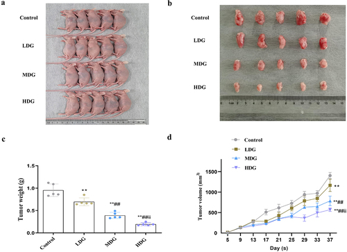 Figure 7. In vivo experiments indicate the potential therapeutic significance of RGP in inhibiting the growth of AGS cells.