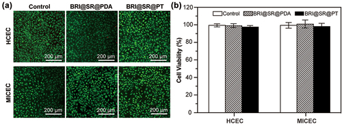 Figure 4. In vitro cytocompatibility of BRI@SR@PDA and BRI@SR@PT. (a) Fluorescence images of HCECs and MICECs after 24 h incubation with the leaching liquors of BRI@SR@PDA or BRI@SR@PT. Calcein-AM/PI staining photos showed dead cells as red and live cells as green. (b) Histogram of cell viability of the above treated HCECs and MICECs.