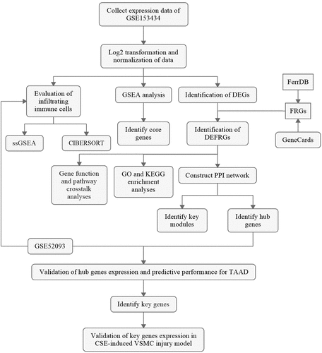 Figure 1. The overall protocol of this study