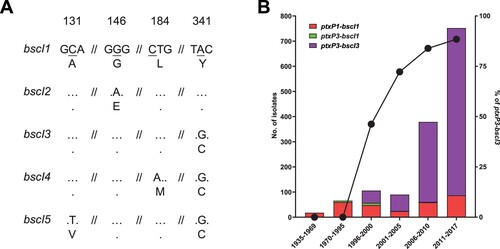 Figure 5. bscI alleles and their frequencies detected in 1452 sequenced B. pertussis isolates from across the globe. (A) bscI alleles with nucleotide and amino acid changes. The numbers at the top refer to the position of the underlined SNP, relative to the start of the bscI gene. Dots represent identical base or amino acid. The nucleotide sequence is shown in codons with the corresponding amino acid (in single letter format) shown below. (B) Number and percentage of ptxP3-bscI3 isolated since it was first detected in 1996. Red, green and purple bars depict the number of ptxP1-bscI1, ptxP3-bscI1 and ptxP3-bscI3 isolates. Twenty of the 1452 isolates were non-ptxP1/non-ptxP3 or non-bscI1/non-bscI3 and were not tallied in the graph. An additional 21 isolates had no collection date assigned and were also not tallied in the graph. The ptxP1-bscI1, ptxP3-bscI1 and ptxP3-bscI3 isolates were found across the globe. The line graph represents the rapid expansion of ptxP3-bscI3 strains.