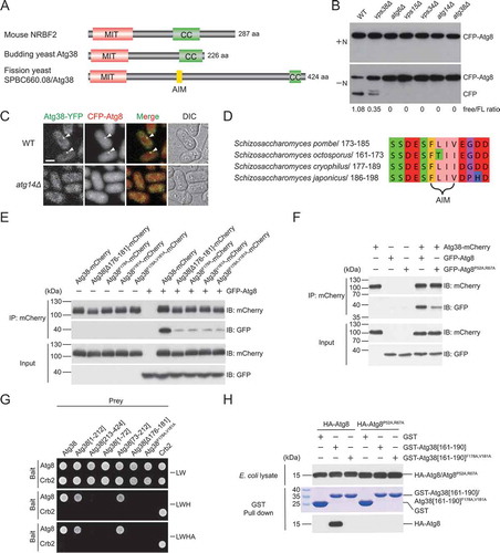 Figure 1. Identification of S. pombe Atg38 and its AIM-mediated interaction with Atg8. (A) The domain organization of mouse NRBF2, budding yeast Atg38, and fission yeast SPBC660.08/Atg38. MIT, microtubule interacting and trafficking domain. CC, coiled-coil domain. AIM, Atg8-family-interacting motif. (B) Deletion of atg38 blocked starvation-induced processing of CFP-Atg8. Cells of wild type (WT) and mutants lacking PtdIns3K complexes subunits were collected before (+N) and after shifting to nitrogen-free medium for 10 h (−N), and the total lysates were analyzed by immunoblotting with antibody against CFP. (C) Atg38 colocalized with Atg8 at cytoplasmic puncta induced by starvation, and atg14Δ abolished the puncta of Atg38 and Atg8. Mid-log phase cells expressing YFP-tagged Atg38 and CFP-tagged Atg8 were incubated in nitrogen-free medium for 2 h, and then imaged by fluorescence microscopy. Arrowheads point to representative puncta where Atg38 and Atg8 colocalized. Scale bar: 3 μm. (D) The most conserved region of Atg38 among S. pombe, S. octosporus, S. cryophilus, and S. japonicus. (E-F) Coimmunoprecipitation between Atg38 and Atg8 was diminished by the AIM mutation in Atg38 (E) and the AIM-binding region mutation in Atg8 (F). Atg8 and Atg8P52A,R67A were tagged with GFP. mCherry-tagged wild-type or AIM-mutated Atg38 was immunoprecipitated with mCherry-trap agarose beads. Total cell lysates and mCherry-trap precipitates were analyzed by immunoblotting with antibody against mCherry or GFP. (G) In yeast two-hybrid assay, Atg38 interacted with Atg8 in a manner dependent on the AIM. (H) An in vitro affinity-isolation assay between GST-tagged Atg38 fragments and HA-tagged Atg8 or Atg8P52A,R67A. Coomassie Brilliant Blue R-250 (CBB) stained gel shows the GST construct inputs. Western blot was probed with antibody against HA