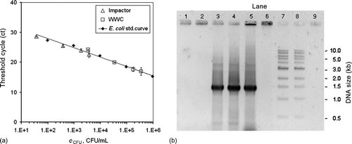 FIG. 6 (a) Real-time PCR amplification of Impactor and WWC samples compared with a standard curve that was prepared from serial dilutions of the E. coli stock suspension. Samples for the impactor and WWC were applied in 1×, 2×, 10× and 100× dilutions of the initial sample volumes. (b) Gel images of traditional PCR amplification of the 1.375 kb recA fragment from the E. coli samples collected from air at room temperature with the impactor and the WWC. Lane 1: Impactor 10 min collection during aerosolization period. Lane 2: Impactor 10 min collection with 50 min additional operation. Lanes 3–4: WWC 10 min collection during aerosolization period with 2 min additional operation for flushing. Lane 5: E. coli stock suspension. Lane 6: Negative control (E. coli cells only). Lanes 7 and 8: 1 kb ladder (NEB). Lane 9: Negative control (reaction mixture lacking DNA).