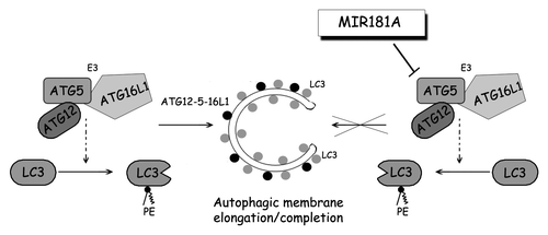 Figure 7. A model depicting the effect of MIR181A on autophagy pathways. MIR181A regulates stress-induced autophagy by targeting the key autophagy protein ATG5. The resulting decrease in ATG12–ATG5-ATG16L1 activity leads to attenuation of LC3 lipidation and inhibits the membrane elongation and completion stage of autophagy.