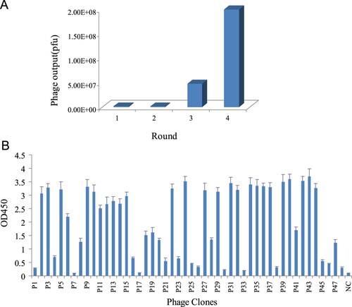 Figure 1. (a) Number of phage output in each round of panning. (b) Identification the positive clones binding to Cry2A toxin by phage-ELISA. NC, negative control.