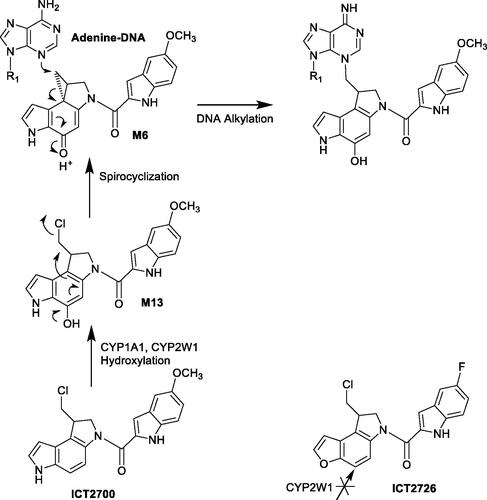 Figure 10. Bioactivation pathways of duocarmycin ICT2700.