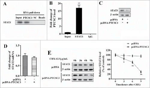Figure 4. LncRNA PTCSC3 negatively regulated STAT3. (A) Combination condition between PTCSC3 and STAT3 was determined by RIP assay. (B) The interaction between PTCSC3 and STAT3 was detected by RNA pull-down assay. **P < 0.01, vs. IgG. (C) The expression of STAT3 was analyzed by western blot. (D) The expression of STAT3 mRNA in 8505C cells was quantified by qRT-PCR. (E) The expression of STAT3 in 8505C cells was analyzed by western blot. *P < 0.05 vs. pcDNA; **P < 0.01 vs. pcDNA.