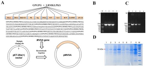 Figure 4. In silico cloning of the MVSA in the pET28a (+) and expression. (A) Cloning and expression of MVSA in pET28a(+) vector. The 11 epitopes were fused together in proper order by the appropriate linkers. Agarose gel showing MVSA was amplified by primers MVSA-P1/P2 (B) and T7/T7RVERS(C). Lanes 1–2: pET-28a-MVSA-BL21; Lane 3: pET-28a-MVSA; Lanes 4: negative control. (D) SDS-PAGE gel showing rMVSA expression after sonication. rMVSA was induced by 1 mM IPTG for incubation 5 h at 37°C (lanes 1–2), 0.5 mM IPTG for incubation 14 h at 28°C (lanes 3–4), 1 mM IPTG for incubation 16 h at 16°C (lanes 5–6) and 0.5 mM IPTG for incubation 16 h at 37°C (lanes 7–8). rMVSA in Lanes 1, 3, 5, 7 were expressed in the supernatant, and rMVSA from lanes 2, 4, 6, and 8 were in inclusion bodies.