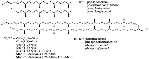 Figure 4. Hemi synthetic diether and tetraether glycolipids derived from halophilic and thermo-acidophilic polar lipid extracts.