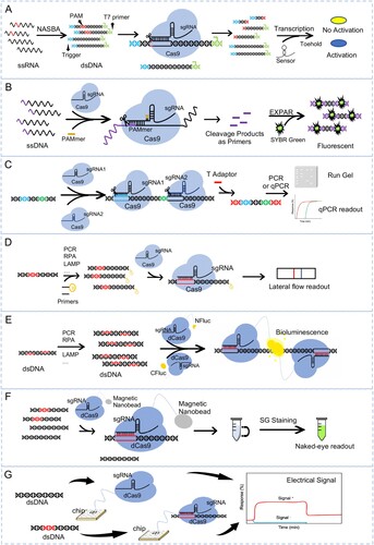 Figure 1. Detection of pathogen nucleic acids with CRISPR-Cas9 based assay. (A) Schematic of NASBACC detection. A synthetic trigger sequence and T7 primer are appended to a NASBA-ampliﬁed RNA fragment through reverse transcription. The Cas9 specific cleavage of the sequence with PAM, leading to the production of either truncated or full-length trigger RNA, which differentially activates a toehold switch sensor. (B) Schematic of CAS-EXPAR detection. The Cas9/sgRNA complexed with designed PAMer induces site-specific cleavage of ssDNA substrates producing cleaved fragments. The fragment will be hybridized with the EXPAR template and amplified by DNA polymerase, which can be monitored with a real-time fluoresces. (C) Schematic of ctPCR detection. The CRISPR-typing PCR (ctPCR) integrates Cas9 cutting with PCR assay. By using Cas9 specific cleavage to get a second-round primer then start the amplification with PCR or qPCR, and visualized with gel or fluorescence readout. (D) Schematic of CASLFA detection. The CASLFA system means CRISPR/Cas9-mediated lateral ﬂow nucleic acid assay. The CRISPR/Cas9 is integrated with a lateral ﬂow detection platform, which will show a band on the test line of the strip when there appears the target sequence. (E) Schematic of Paired dCas9 (PC) reporter system detection. The firefly luciferase (NFluc or CFluc) is split and fused to two dCas9s. When the two dCas9s closely binding to the target sequence, will bring the half luciferase into proximity to form integral enzyme which catalyzes the bioluminescent reaction. (F) Schematic of CRISPR-mediated DNA-FISH detection. In the system, a magnetic nano-bead is fused with dCas9, and the target nucleic acid once bind by the dCas9-sgRNA complex will be isolated by magnetic and give the fluorescence signal by SYBR Green staining. (G) Schematic of CRISPR-Chip detection. CRISPR–Chip is composed of a gFET construct, on which the dCas9 complexed with a target-specific sgRNA immobilized on the surface of the graphene. When there is target DNA on the chip, the dCas9 kinetically binds to the target DNA, which will modulate the electrical characteristics of the gFET and result in electrical signal output. ssRNA, single-strand RNA; NASBA, nucleic acid sequence-based ampliﬁcation; dsDNA, double-stranded DNA; PAM, protospacer-adjacent motif; ssDNA, single-stranded DNA; dCas9, Nuclease-deactivated Cas9; PC, paired dCas9; RCA, rolling circle ampliﬁcation.