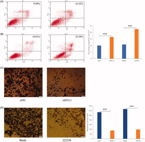 Figure 5. Knockdown and inhibition of DVL1 restored 5-FU responsiveness by increasing apoptosis and reducing cell migration. (A) Flow cytometry analysis showing that DVL1 knockdown increases apoptotic cell counts in HepG2/5-FU cells. (B) Flow cytometry analysis showing that DVL1 inhibition increases apoptotic cell counts in HepG2/5-FU cells. (C and D) In vitro migration assay showing that knockdown or inhibition of DVL1 weakens HepG2/5-FU cell motility. The statistical differences were calculated using a two-tailed test.