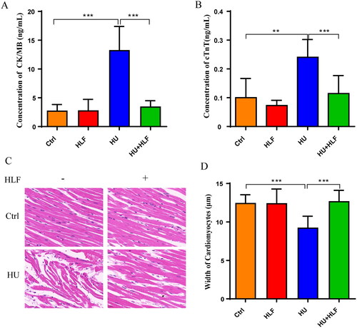 Figure 3. Concentration analyses of myocardial injury biomarkers and cardiomyocyte morphology analyses following 8 weeks HU or HLF treatment. HLF alleviated the increase in CK-MB (A) and cTnT (B) after 8 weeks HU. (C) Cardiomyocyte morphology (40×; bar = 20 μm). (D) The width of the cardiomyocyte. Values are means ± SD, n = 8, **p < 0.01, ***p < 0.001.