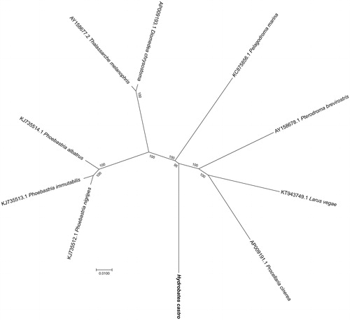 Figure 1. Phylogenetic tree yielded by Bayesian analysis of 10 fabids Neognathae genomes. Bayesian consensus tree is shown with support indicated by numbers at branches, representing percentage of Bayesian posterior probabilities (BPPs).