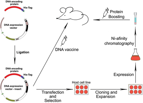 Figure 1. Schematic representation of the cloning of a viral fragment in a DNA expression system and in vitro expression in cell culture, followed by immunization with the DNA vaccine and boosting with the expressed fusion protein.