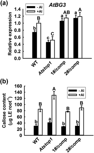 Figure 5. Complementation lines of Atstop1 with SbSTOP1 shows enhanced β-1,3-glucanase gene expression and reduced callose accumulation.(a) Quantitative real-time PCR analysis of the expression of SbGlu1 homolog (AtBG3) in WT (Col-0), Atstop1 and two independent SbSTOP1 complemented lines. Seven-day-old seedlings were pre-cultured on solid MS medium vertically, then transferred to liquid medium containing 0.5 mM CaCl2 at pH 5.0 without AlCl3 or with 15 μM AlCl3 treatment for 3 h. (b) Callose content in the roots of WT (Col-0), Atstop1 and two independent SbSTOP1 complemented lines without or with 15 μM AlCl3 treatment for 6 h. Data represent the means ± SD from three independent biological replicates. Columns with different letters are significantly different at P < 0.05.