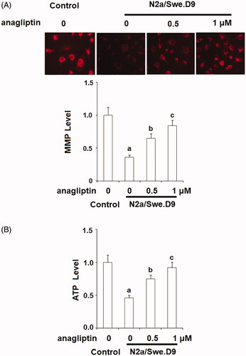 Figure 5. Anagliptin (0.5, 1 μM) improved mitochondrial dysfunction in an AD cell model. N2a/Swe.D9 cells were cultured with 0.5, 1 μM anagliptin for 24 h. (A) Intracellular levels of MMP were measured by TMRM staining; (B) Intracellular ATP was measured using a bioluminescence method (a, b, c, p < .01 vs. the previous group).