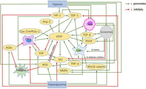 Figure 1 Interactions between angiogenic factors in diabetes mellitus and cancer. Hypoxia and hyperglycemia are the main characteristics of the microenvironment of tumor and diabetes mellitus. Hypoxia mainly promotes angiogenic factors, while hyperglycemia mainly inhibits them. VEGF, HIF-1, SDF-1, Ang-2, FGF and so on are the main factors affecting angiogenesis. EPCs, Pericytes, TAMS, CAFs, etc. These are the main cells involved in angiogenesis. These factors and cells are closely related to each other. It is the presence of these connections and pathways that account for the huge differences in angiogenesis between diabetes mellitus and tumors.