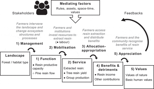 Figure 2. Cascade framework to study pine resin extraction in California. The resin cascade is a stepwise pathway that links ecological structures and processes in the landscape to local people’s well-being. Cascade steps are connected by mediating mechanisms, and mediating factors influence these mechanisms. Specific measures along the cascade were quantified (black circles), and key relationships in the social-ecological system examined. Pine resin flow (white circle), which includes tree secretory canals as well as resin synthesis, storage and exudation (Neis et al. Citation2019), was identified as an important function but not analysed in this study. Numbers (ordinals 1–5) correspond to Results subsections. Framework mainly adapted from Haines-Young and Potschin (Citation2010), Spangenberg et al. (Citation2014a), and Fedele et al. (Citation2017)