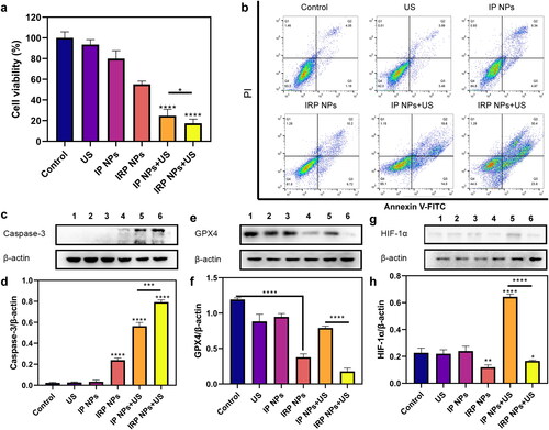 Figure 5. In vitro SDT and ferroptosis effects of IRP NPs. (a) Cell viability of 4T1 cells after different treatments was tested via CCK-8 assay. (b) The apoptosis of 4T1 cells with different treatments was detected by flow cytometry. (c and d) Western blot analysis of Caspase-3 expression in 4T1 cells after the corresponding treatments and quantitative analysis of the Caspase-3 expression. (e and f) Western blot analysis of GPX4 expression in 4T1 cells after the different treatments and quantitative analysis of the GPX4 expression. (g and h) Western blot analysis of HIF-1α expression in 4T1 cells after the different treatments and quantitative analysis of the HIF-1α expression.