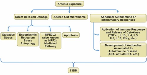 Figure 3. Mechanisms of arsenic-induced effects on immunity in T1DM. Arsenic can promote the development of T1DM through direct pancreatic beta-cell destruction, gut microbiome alterations inducing abnormal autoimmune or inflammatory responses.