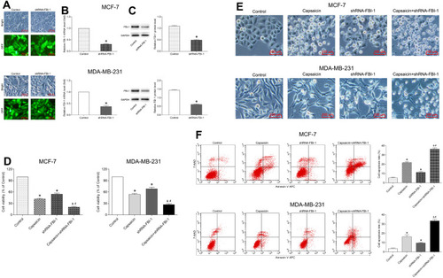 Figure 5 FBI-1 silencing enhances the capsaicin-induced anti-proliferation and pro-apoptosis effects in breast cancer cells. (A–C) Cells were transfected with recombinant FBI-1-silencing lentiviral particles or corresponding negative control vectors, respectively. The efficiency of FBI-1 silencing was assessed by inverted fluorescence microscopy, qRT-PCR, and Western blot. Scale bar 100 μm, or data are presented as means ± SD, *p<0.05 vs Control. (D) Cells were treated with capsaicin alone (150 μmol/L) or together with FBI-1 silencing for 72 h. The cell viability was detected by CCK-8 assay. Data are presented as means ± SD, *p<0.05 vs Control; &p<0.05 vs Capsaicin; #p<0.05 vs shRNA-FBI-1. (E) Cells were treated with capsaicin alone (150 μmol/L) or together with FBI-1 silencing for 72 h. The cell morphological changes were observed using an inverted microscope (scale bar 100 μm). (F) Cells were treated with capsaicin alone (150 μmol/L) or together with FBI-1 silencing for 72 h. The cell apoptosis rate was detected by flow cytometry. Data are presented as means ± SD, *p<0.05 vs Control; &p<0.05 vs Capsaicin; #p<0.05 vs shRNA-FBI-1.